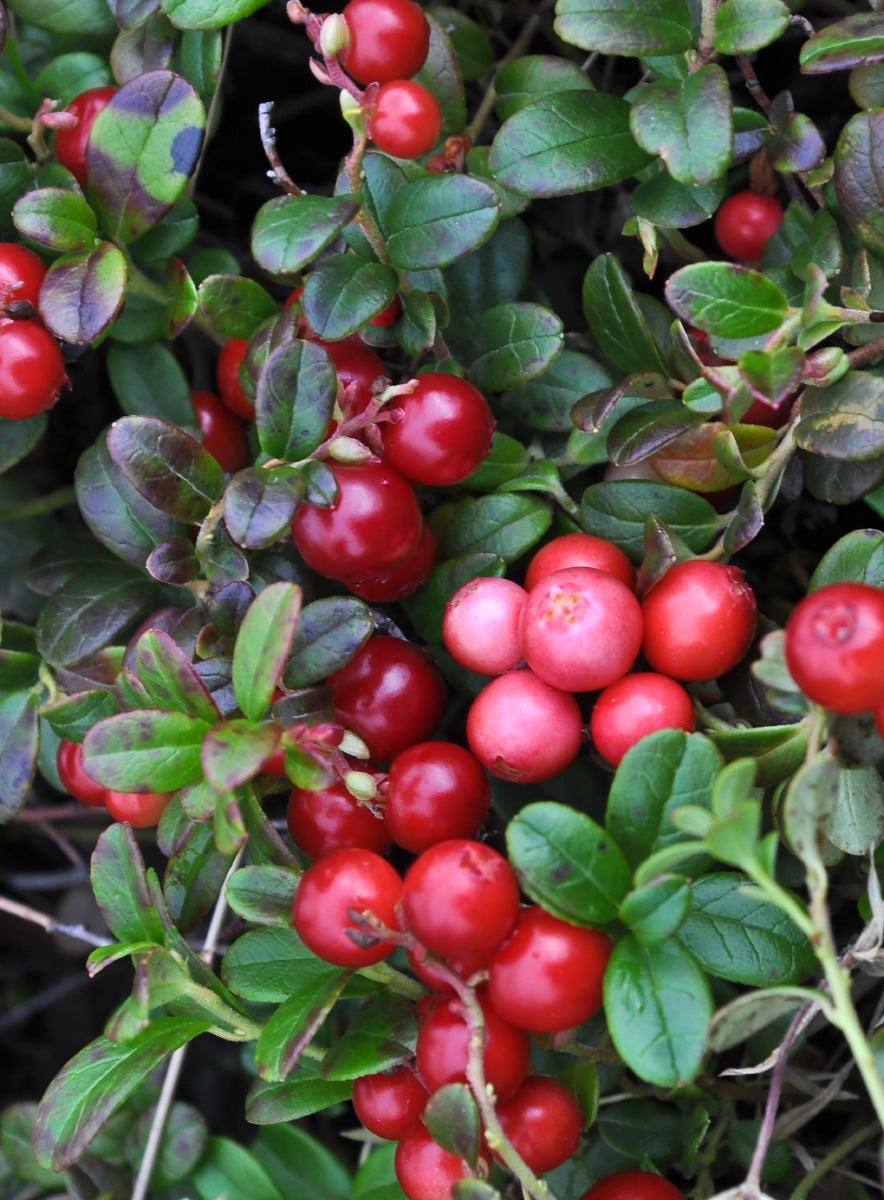 Cranberry Queen Earrings