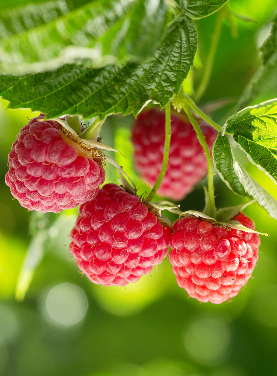 Raspberry Jelly Earrings