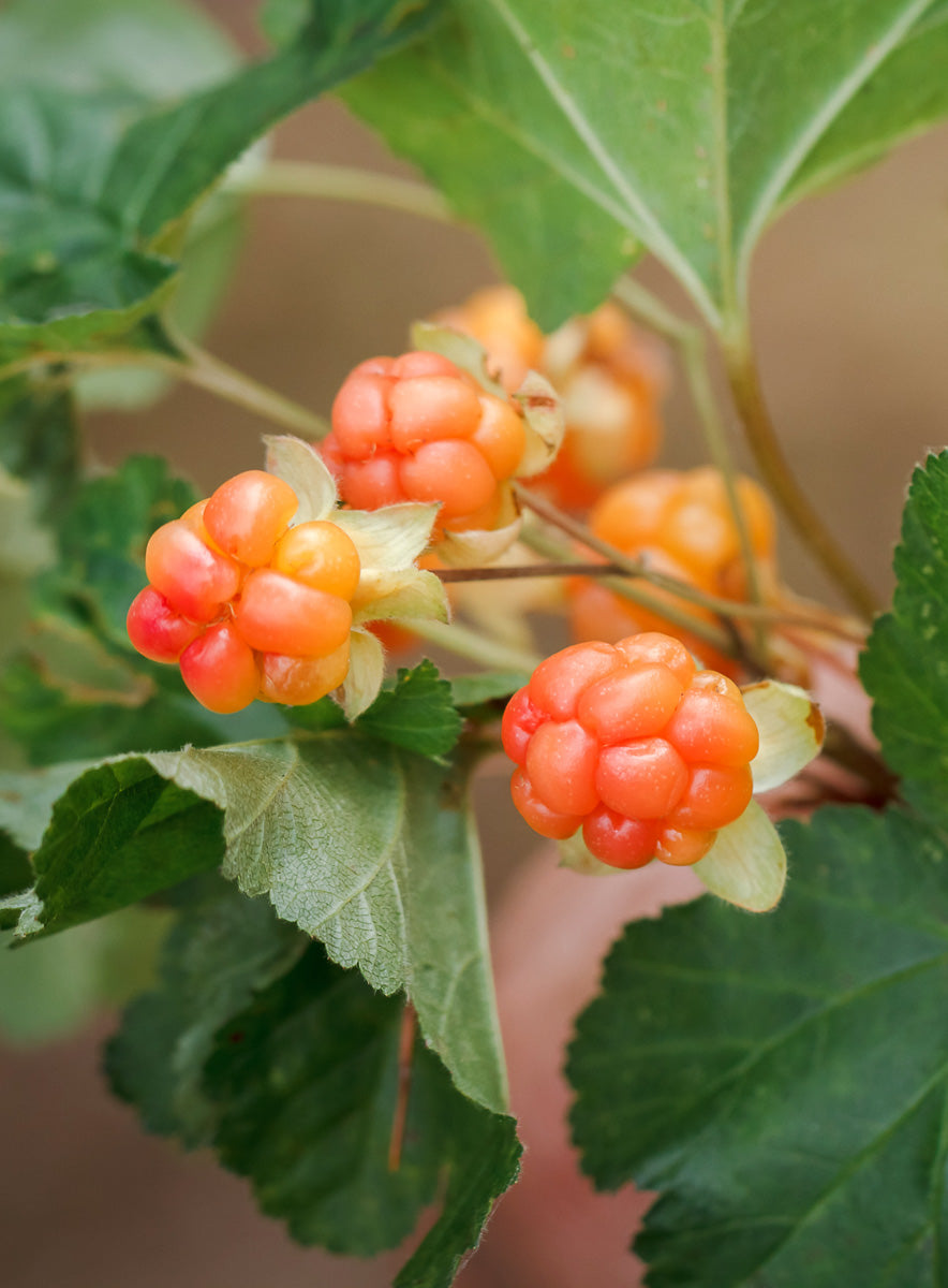 Cloudberry Cute Earrings