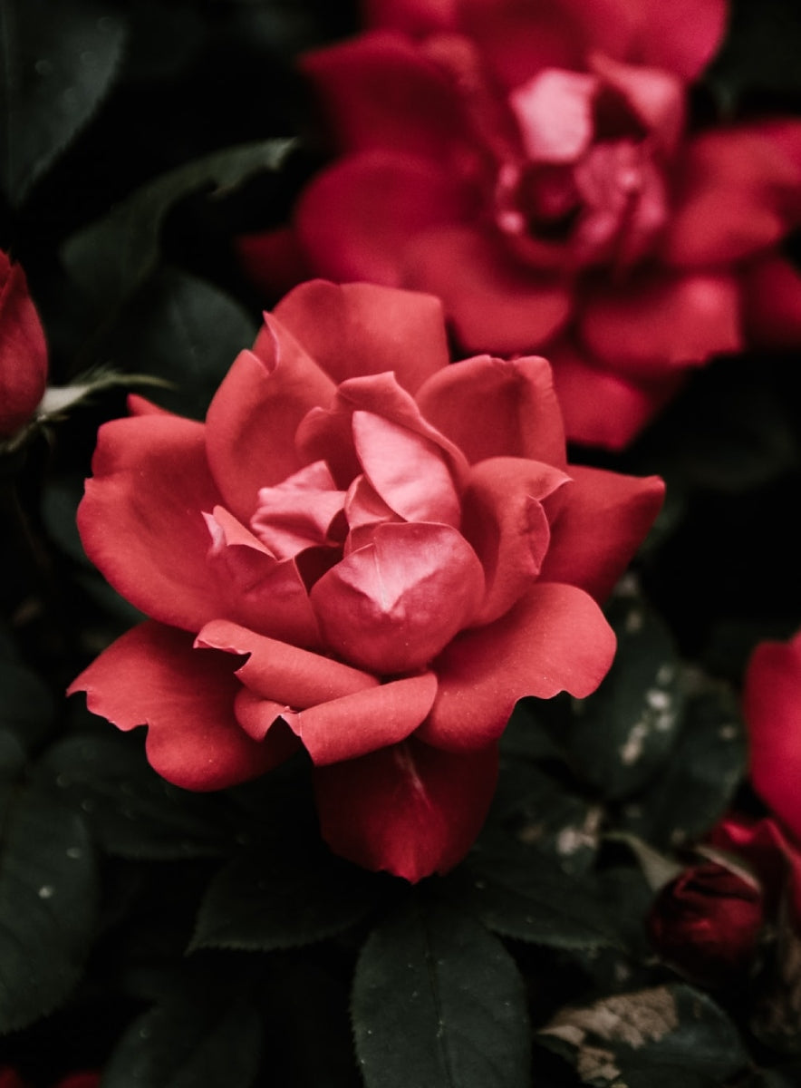 Garden Rose Ring