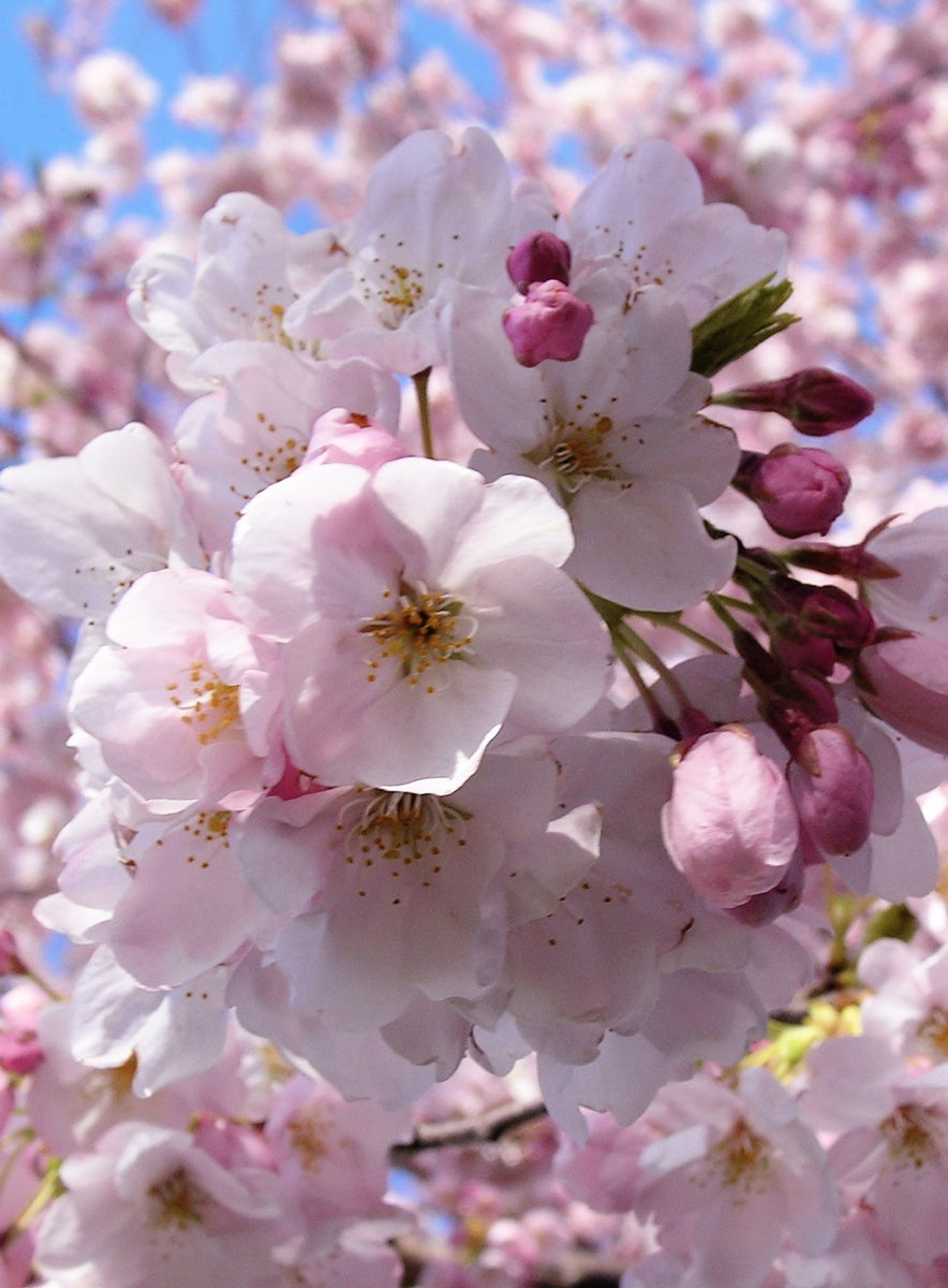 Cherry Blossom Ring