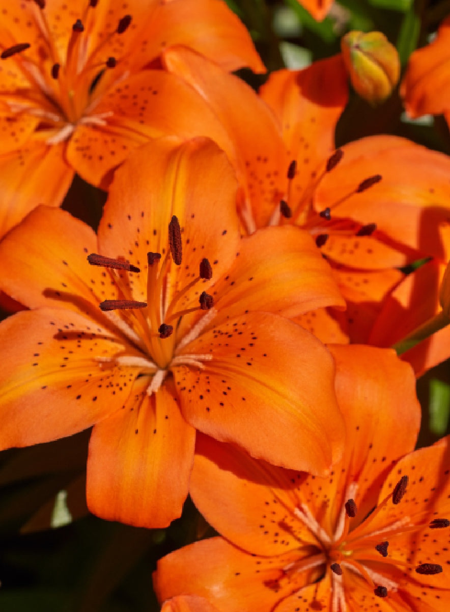Tiger Lily Ring