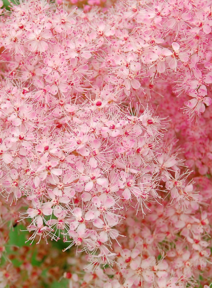 Meadowsweet Ring